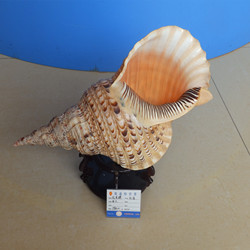 凤尾螺